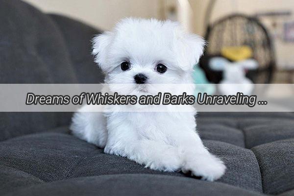 Dreams of Whiskers and Barks Unraveling the Mystical Meanings of Furry Companions